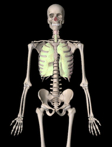 Использование массажёра iBACK PHYSIO для расслабления спины и улучшения дыхания